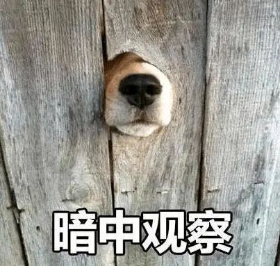雅思