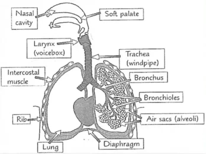 IGCSE生物