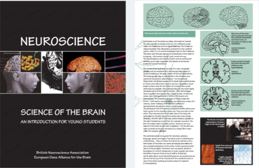 Brain Bee脑科学大赛