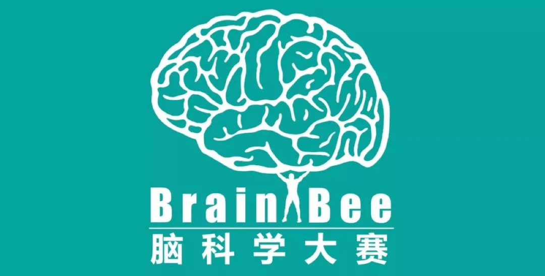 BrainBee培训