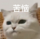 国际竞赛